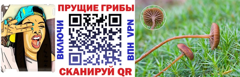 Псилоцибиновые грибы Cubensis Пыть-Ях